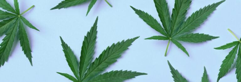 Cannabis plants in a greenhouse.